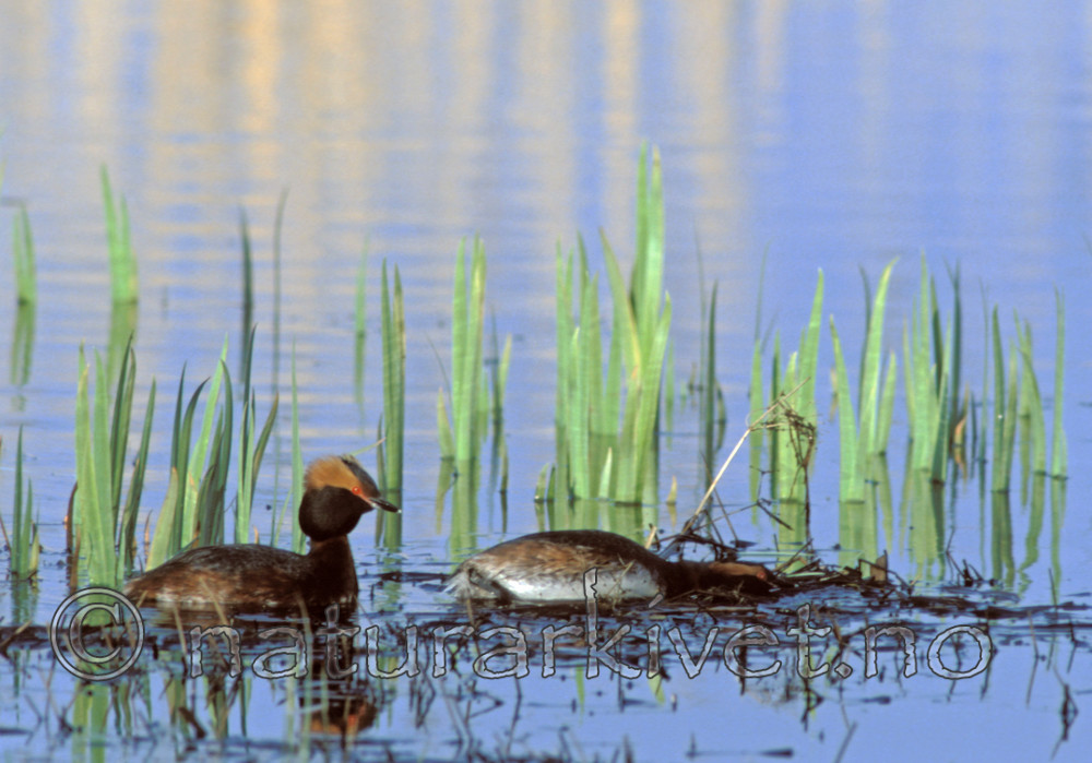 bb635 / Podiceps auritus / Horndykker