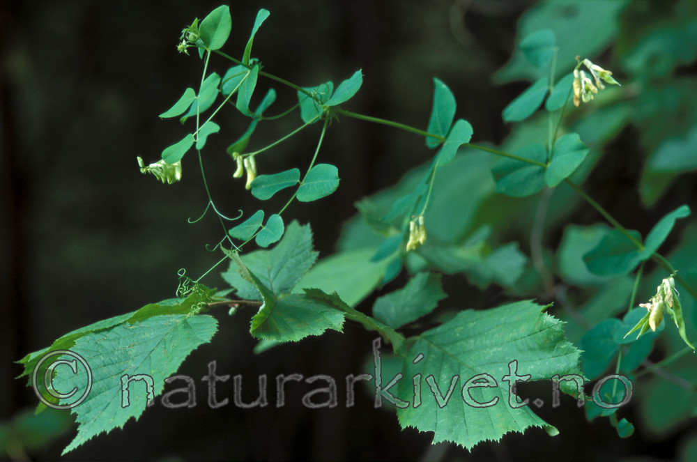 bb638 / Vicia pisiformis / Ertevikke