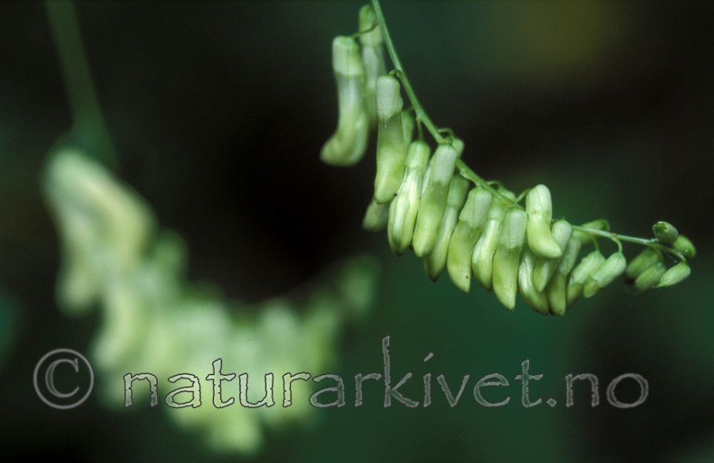 bb639 / Vicia pisiformis / Ertevikke