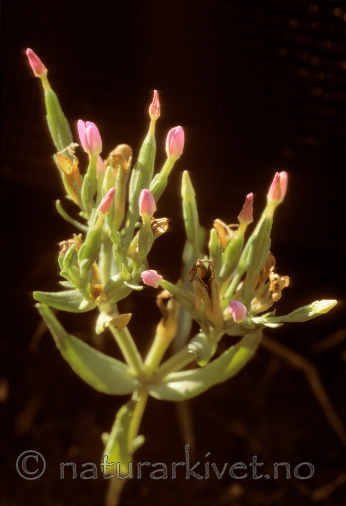 bb640 / Centaurium pulchellum / Dverggylden