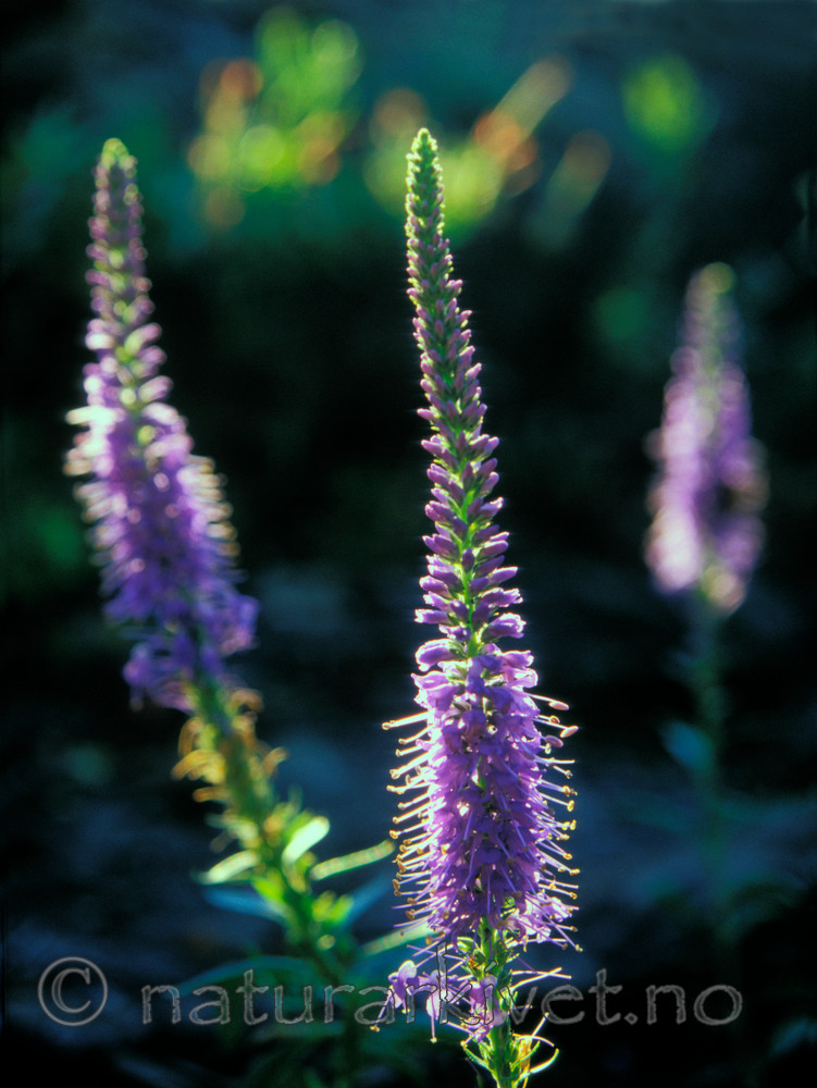 bb647 / Veronica spicata / Aksveronika
