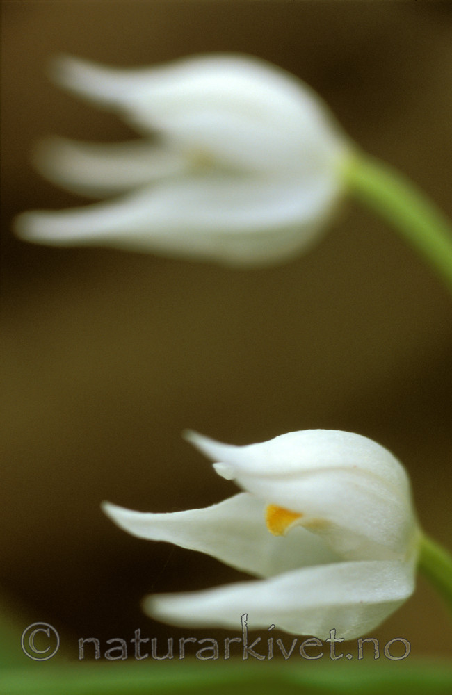 bb652 / Cephalanthera longifolia / Hvit skogfrue