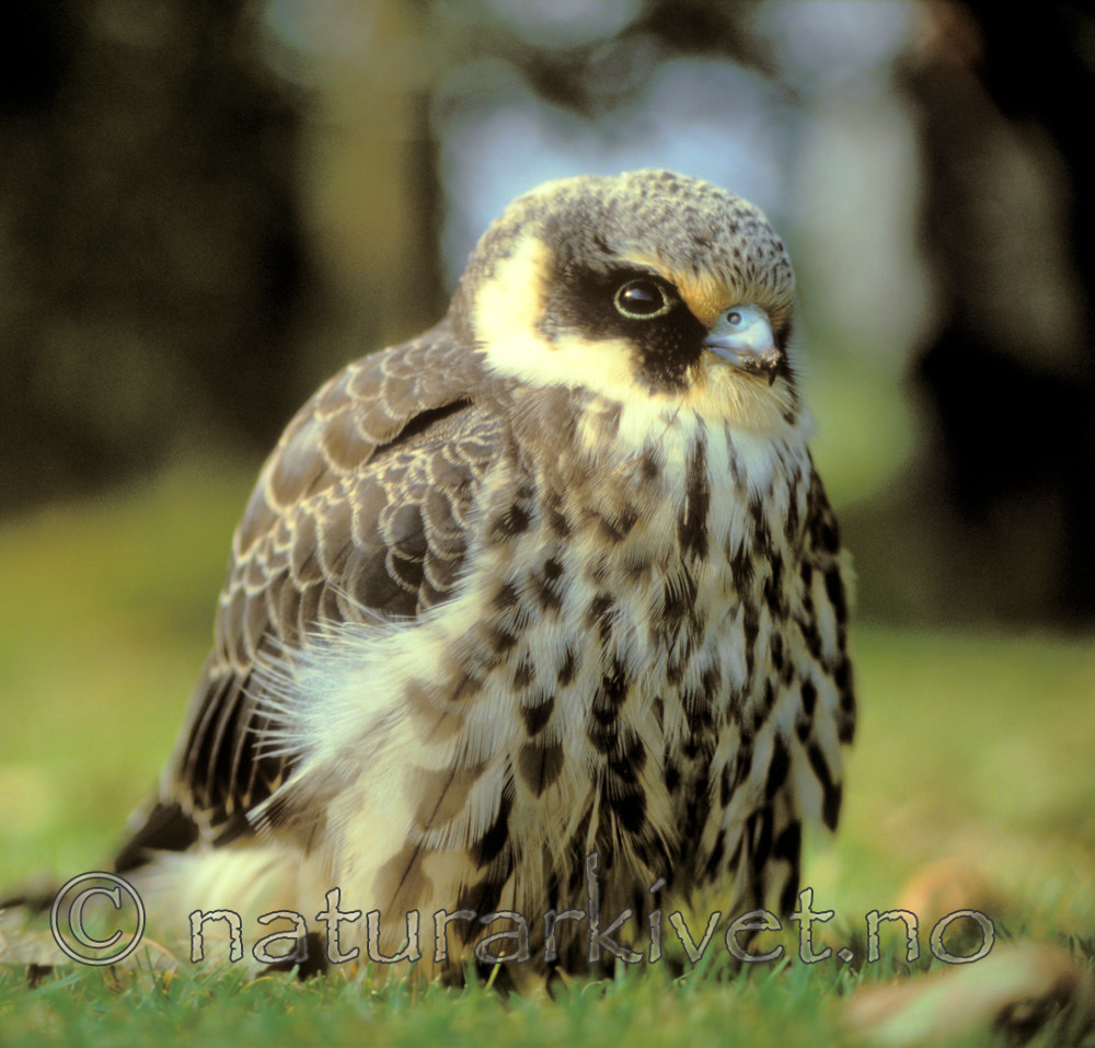 bb656 / Falco subbuteo / Lerkefalk