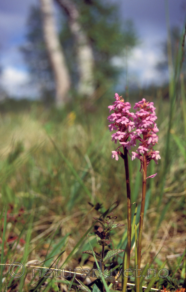 bb659 / Gymnadenia conopsea / Brudespore