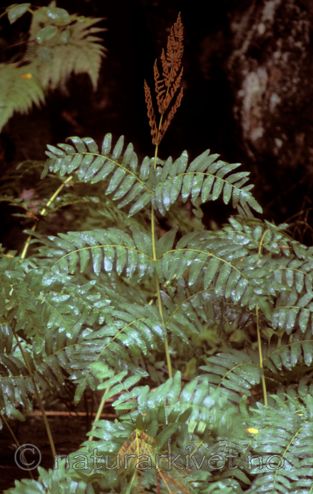 bb667 / Osmunda regalis / Kongsbregne