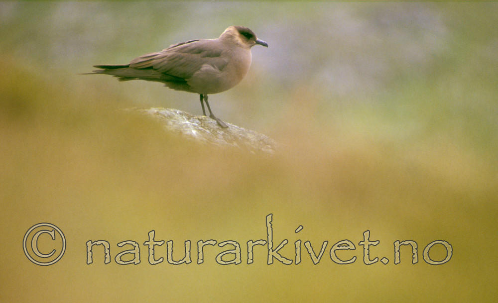 bb681 / Stercorarius parasiticus / Tyvjo