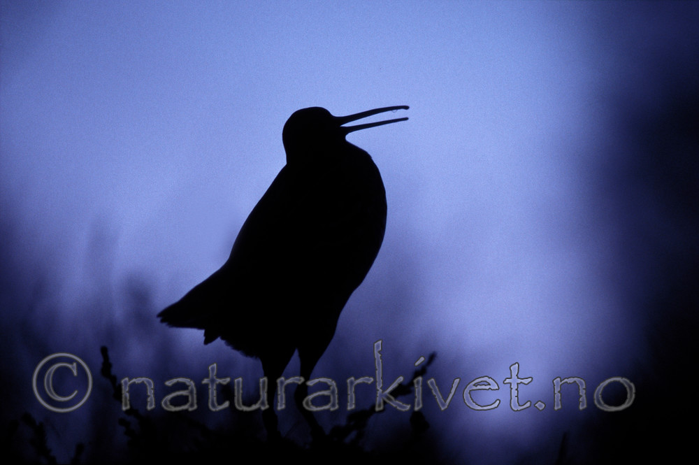 bb685 / Gallinago media / Dobbeltbekkasin