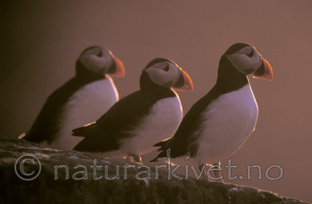 bb688 / Fratercula arctica / Lunde