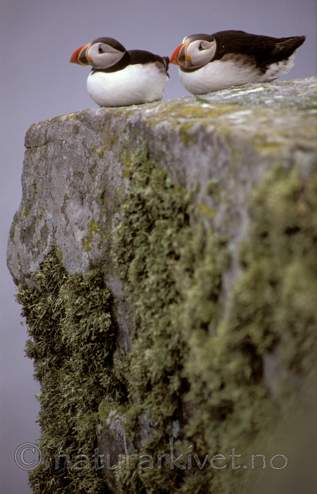 bb692 / Fratercula arctica / Lunde