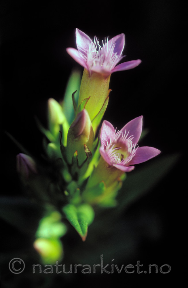 bb694 / Gentianella amarella septentrionalis / Jærsøte