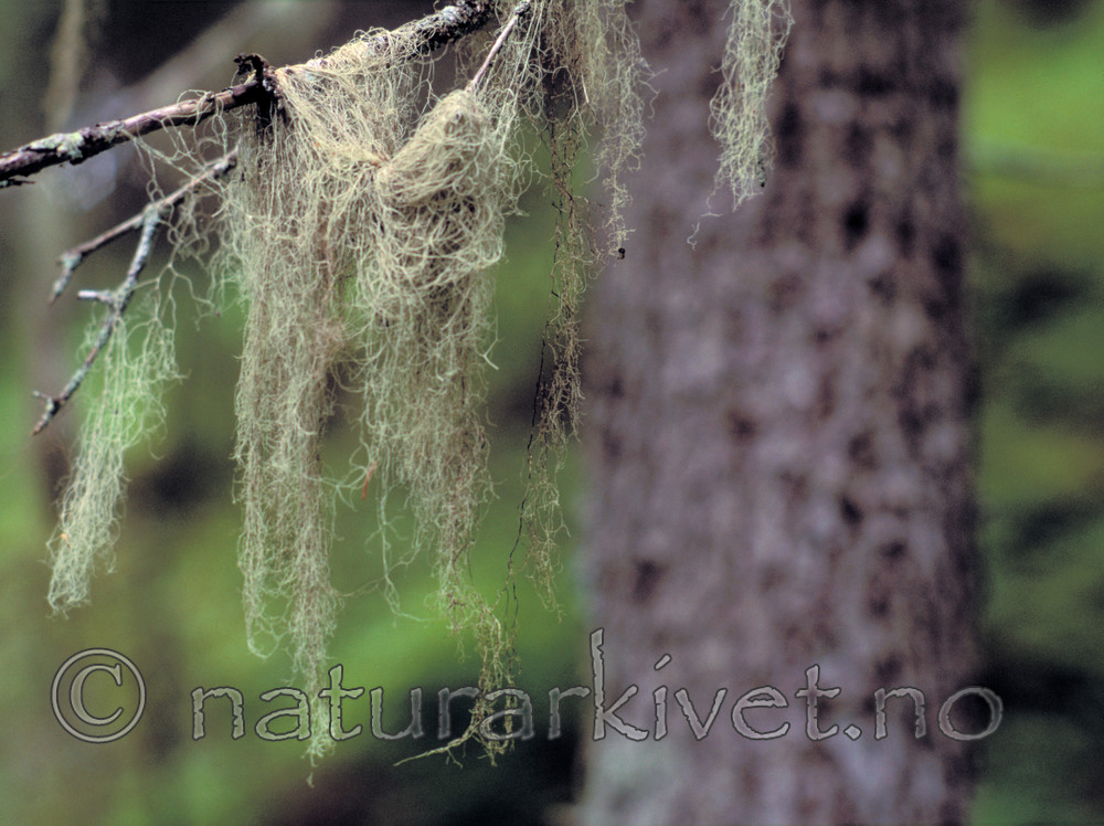 bb703 / Ramalina thrausta / Trådragg