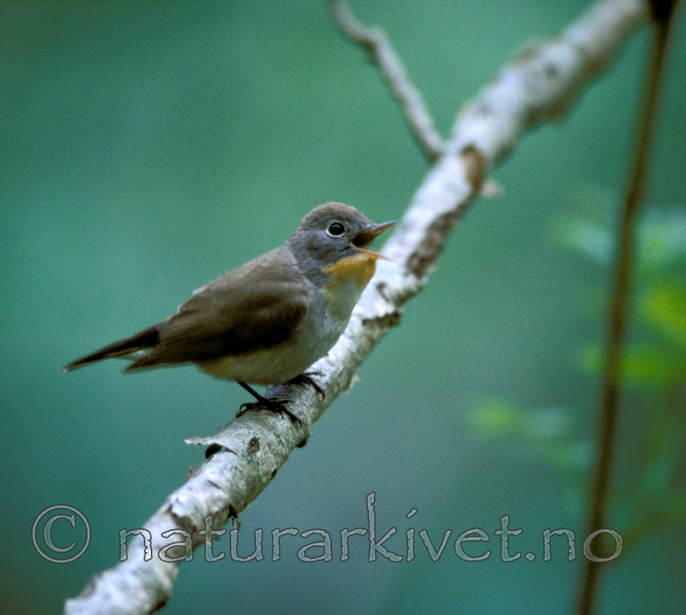 bb710 / Ficedula parva / Dvergfluesnapper