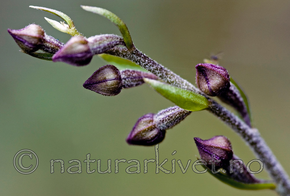 bb713 / Epipactis atrorubens / Rødflangre