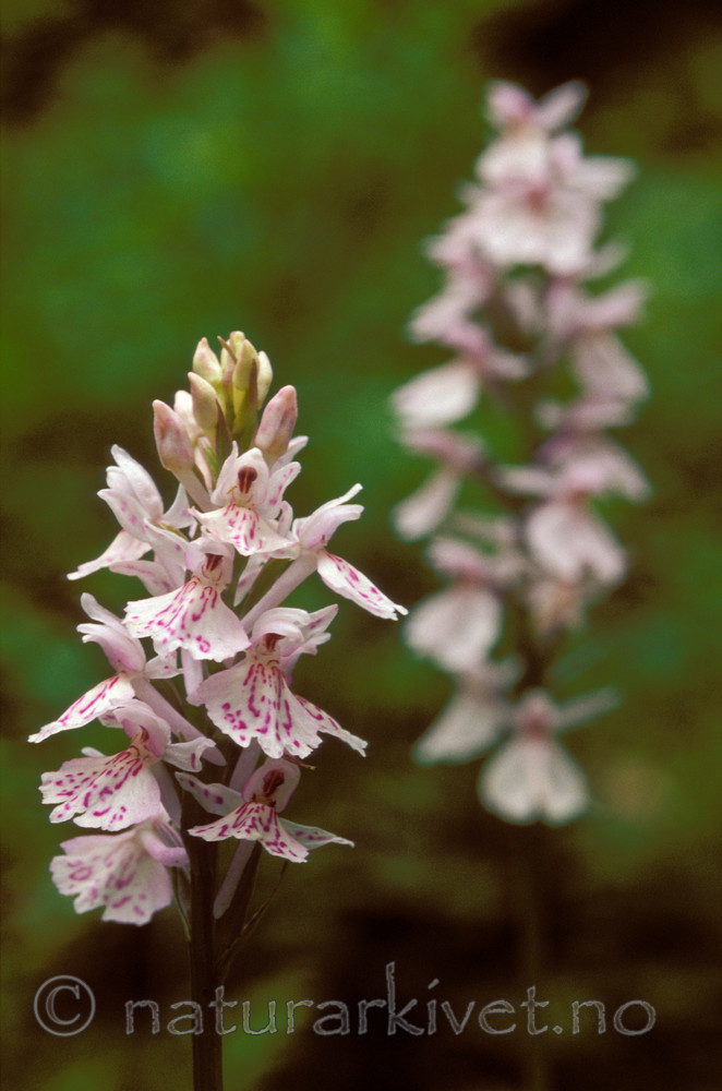 bb720 / Dactylorhiza maculata / Flekkmarihånd