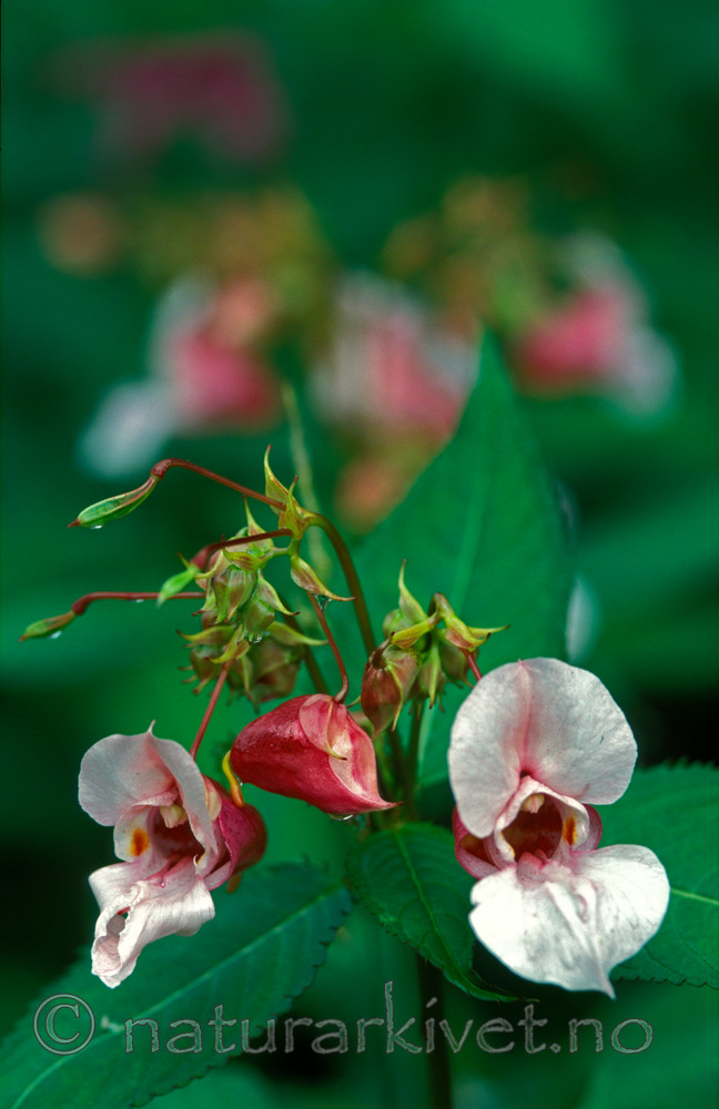 bb726 / Impatiens glandulifera / Kjempespringfrø