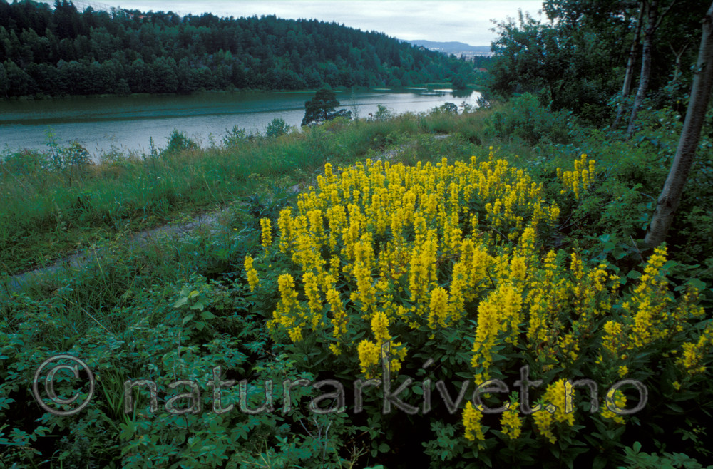 bb727 / Lysimachia punctata / Fagerfredløs
