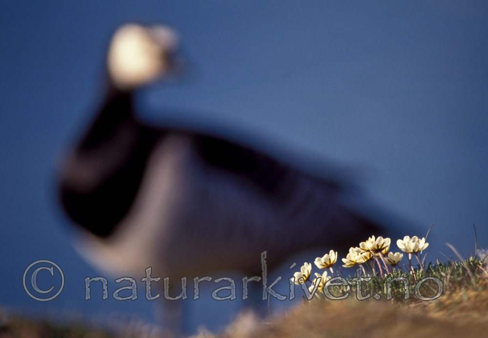 bb745 / Branta leucopsis / Hvitkinngås <br /> Dryas octopetala / Reinrose