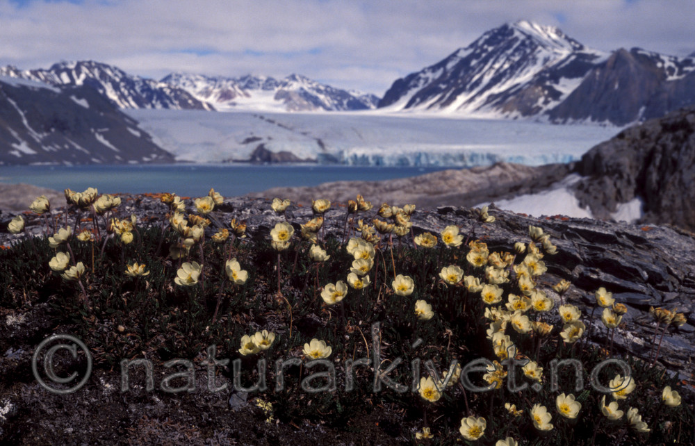 bb750 / Dryas octopetala / Reinrose