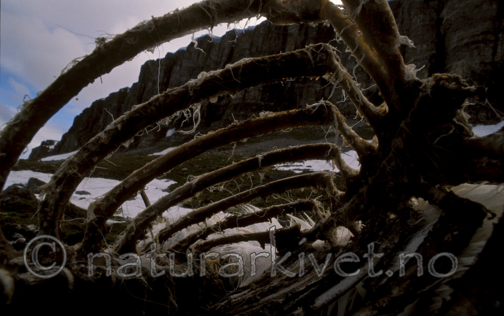 bb751 / Rangifer tarandus / Rein <br /> Rangifer tarandus platyrhynchus / Svalbardrein