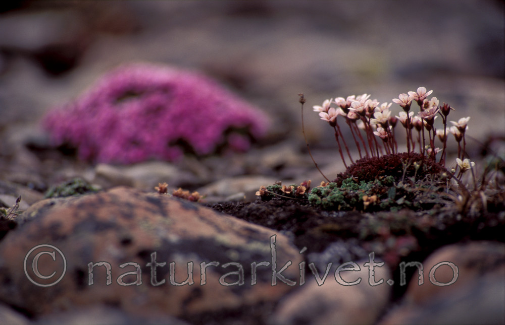 bb756 / Saxifraga cespitosa / Tuesildre <br /> Saxifraga oppositifolia / Rødsildre