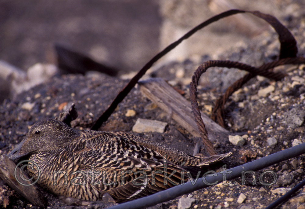 bb757 / Somateria mollissima / ærfugl