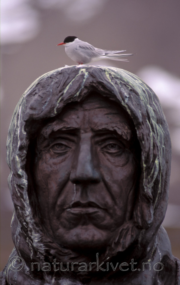 bb760 / Sterna paradisaea / Rødnebbterne