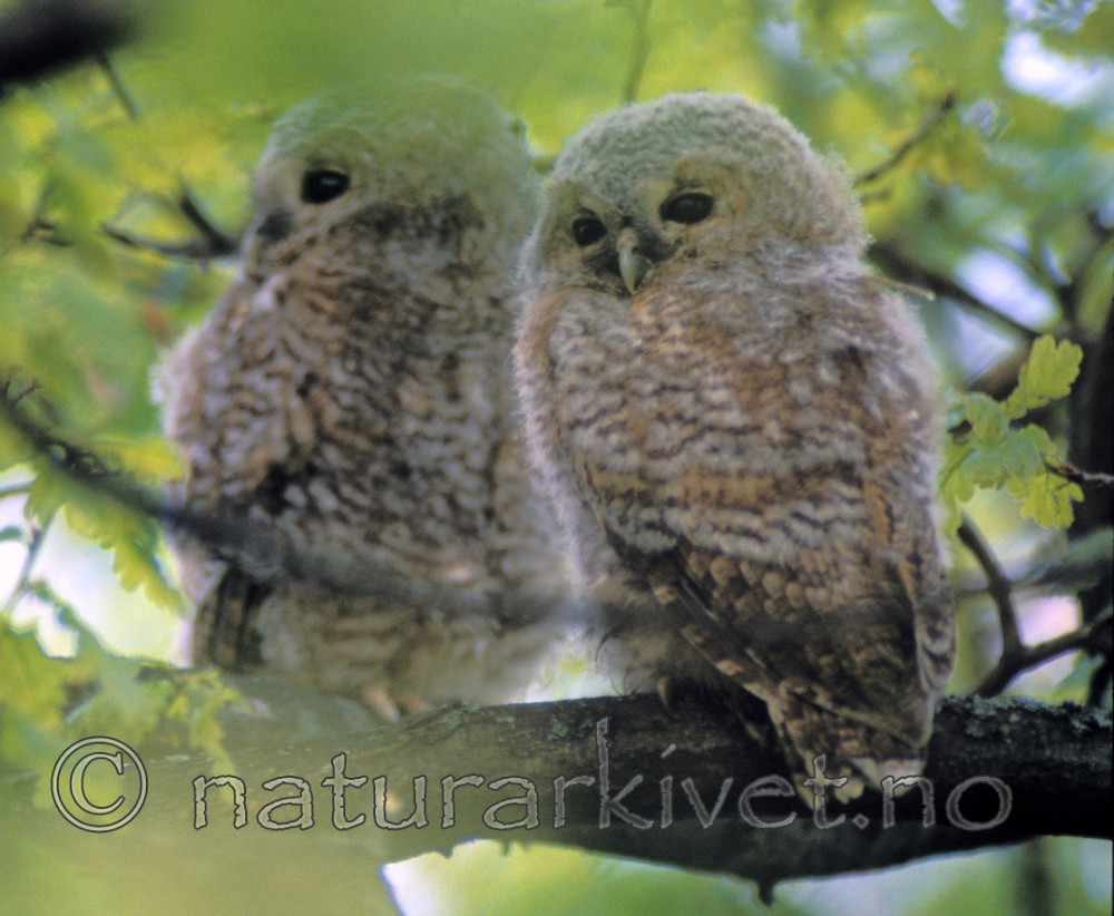bb764 / Strix aluco / Kattugle