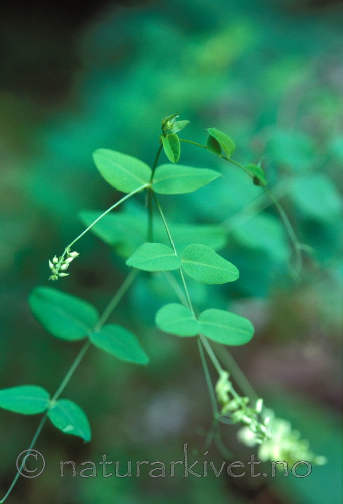 bb779 / Vicia pisiformis / Ertevikke