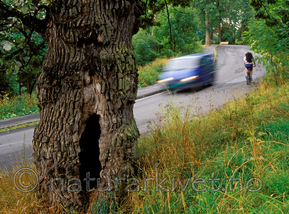 bb783 / Quercus robur / Sommereik