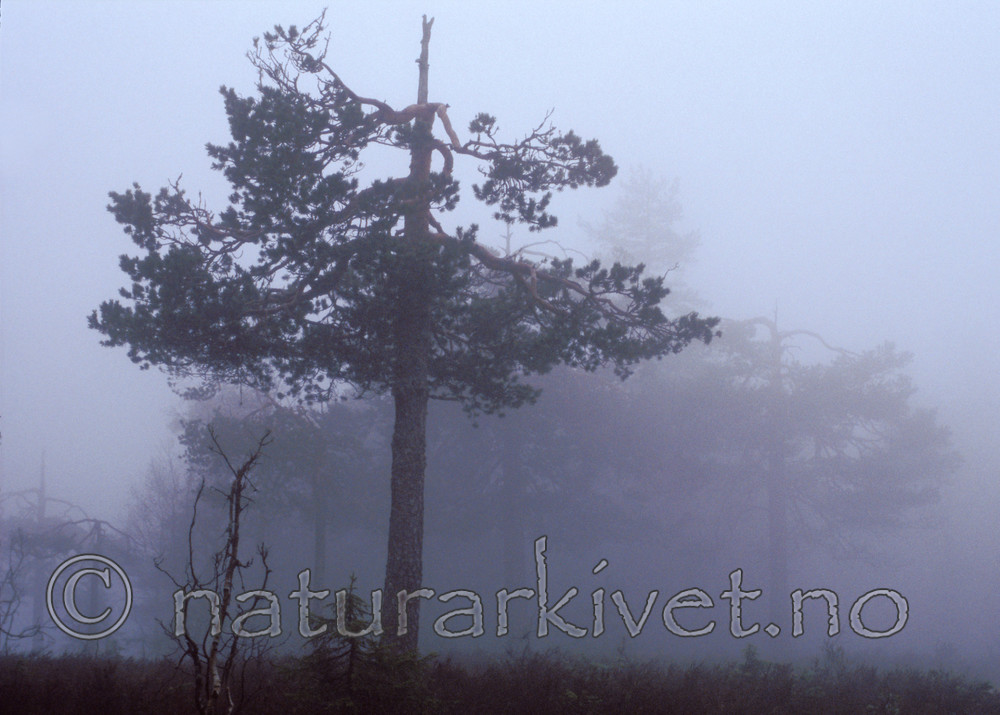 bb792 / Pinus sylvestris / Furu