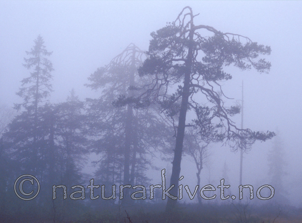 bb793 / Pinus sylvestris / Furu