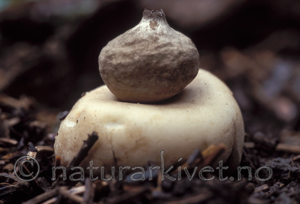 bb810 / Geastrum fimbriatum / Brun jordstjerne