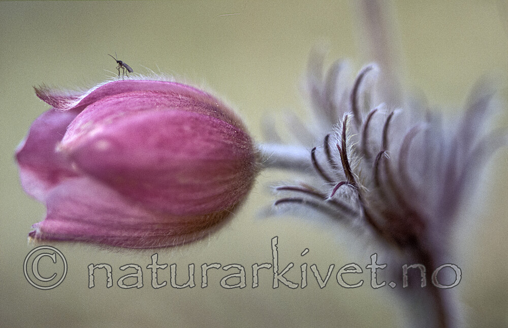 bb815 / Pulsatilla vernalis / Mogop