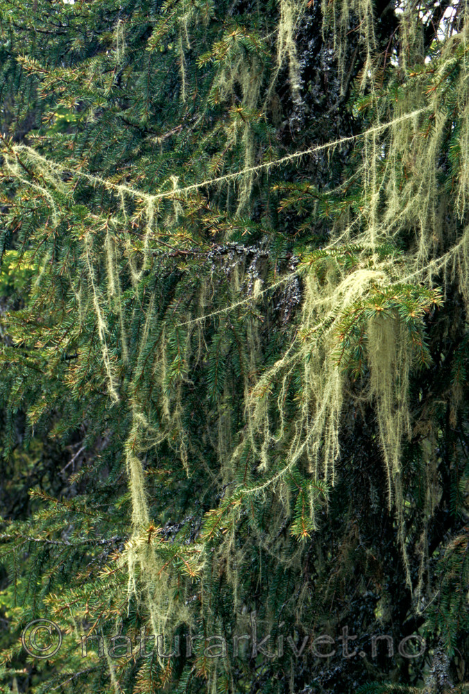 huldrestry / Usnea longissima / Huldrestry