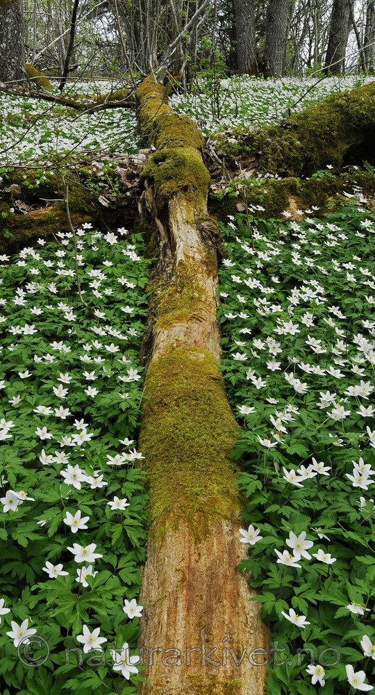 pano10_11_12 / Anemone nemorosa / Hvitveis