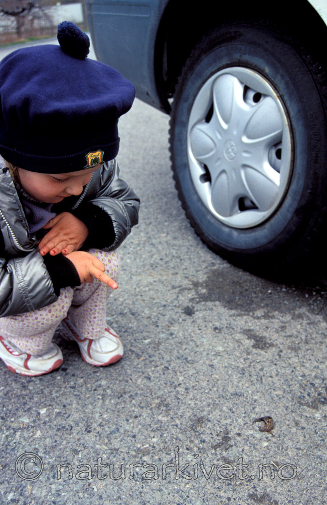 scansig_2012_3 / Lissotriton vulgaris / Småsalamander