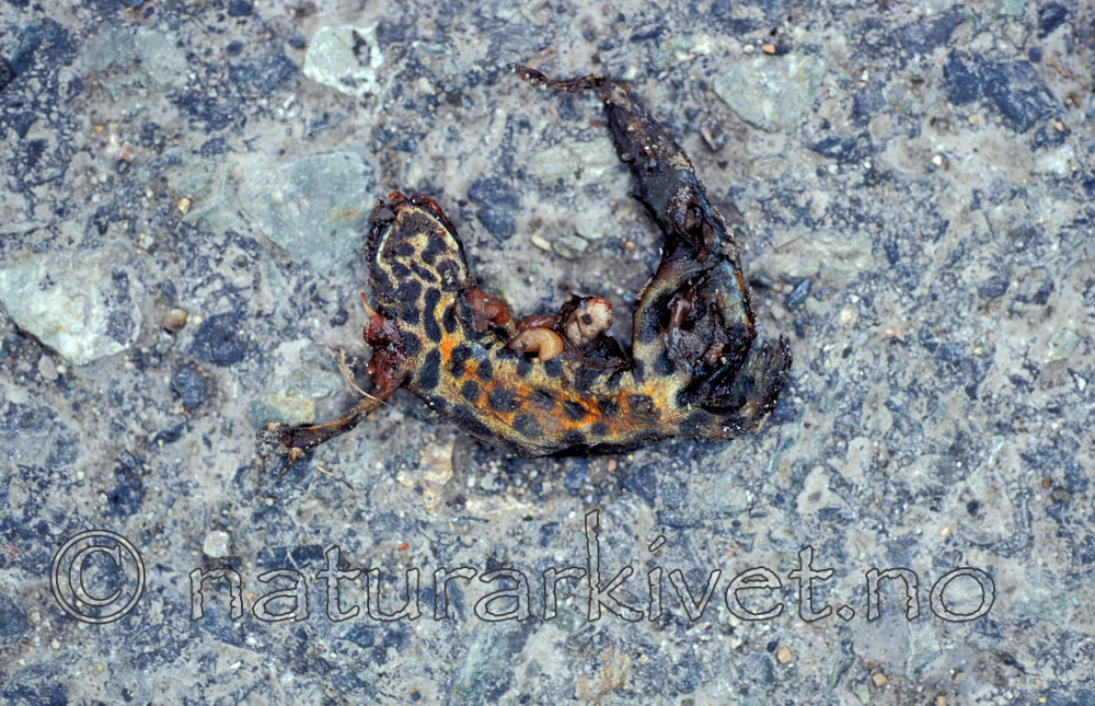 scansig_2012_5 / Lissotriton vulgaris / Småsalamander
