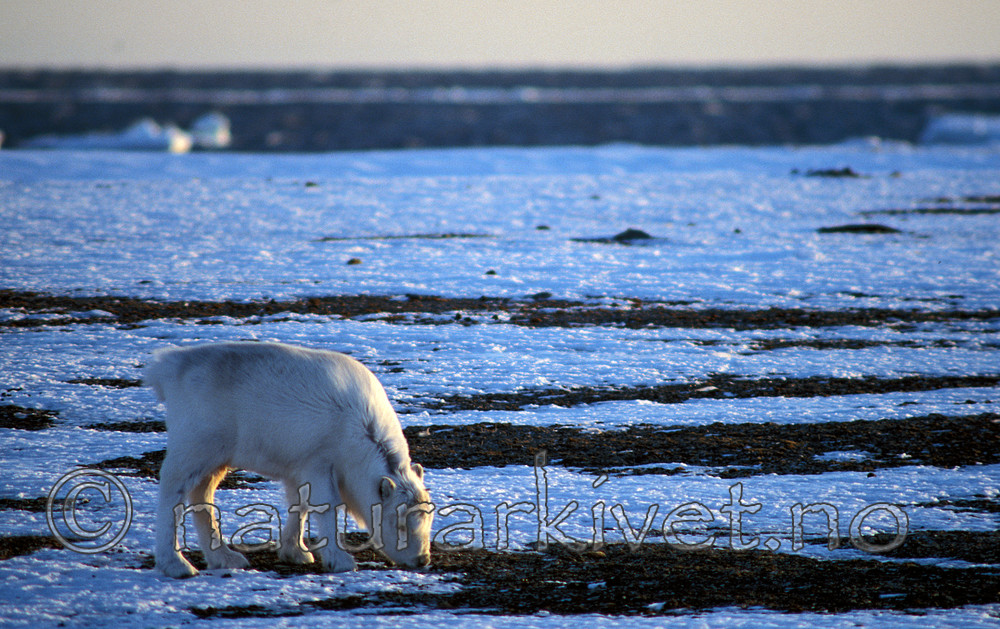 svalbard989 / Rangifer tarandus platyrhynchus / Svalbardrein