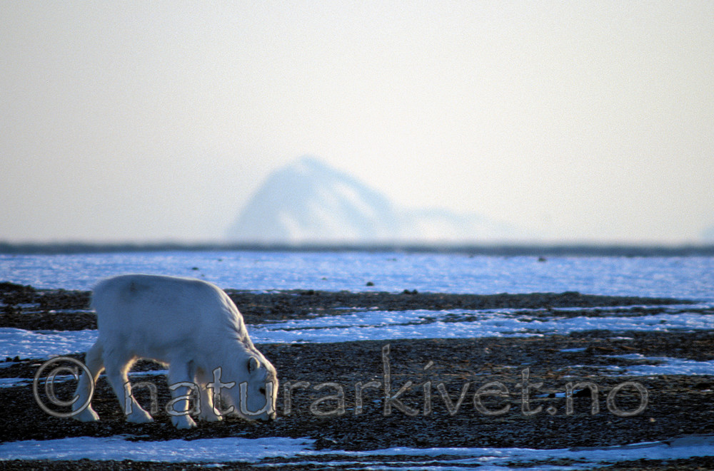 svalbard994 / Rangifer tarandus platyrhynchus / Svalbardrein