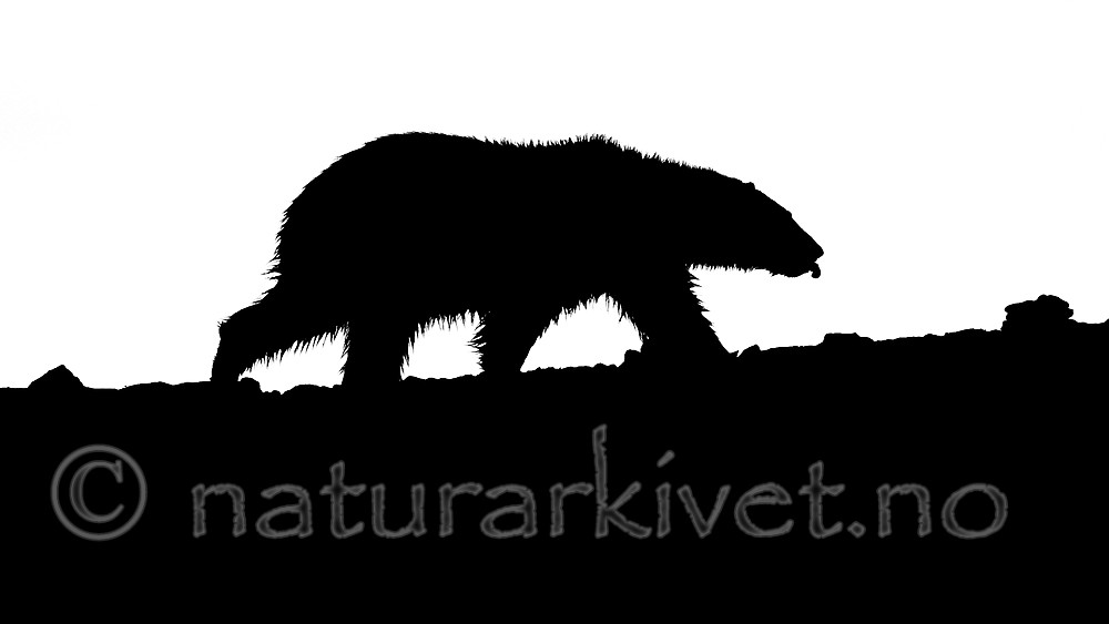 BB_20160719_0135-2 / Ursus maritimus / Isbjørn