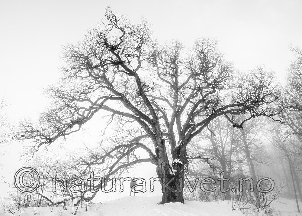 BB_20190120_0043 / Quercus robur / Sommereik