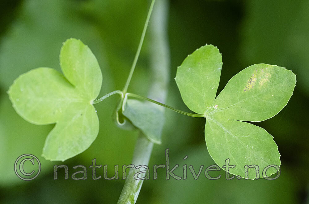 BB_20200810_0285 / Laserpitium latifolium / Hvitrot