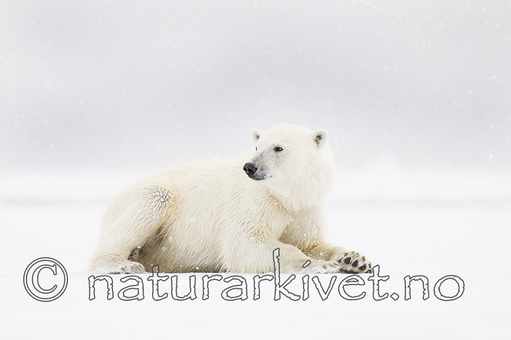 KA_140614_4691 / Ursus maritimus / Isbjørn