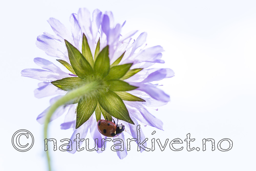 KA_140702_1242 / Coccinella quinquepunctata / Fem-prikket marihøne <br /> Knautia arvensis / Rødknapp