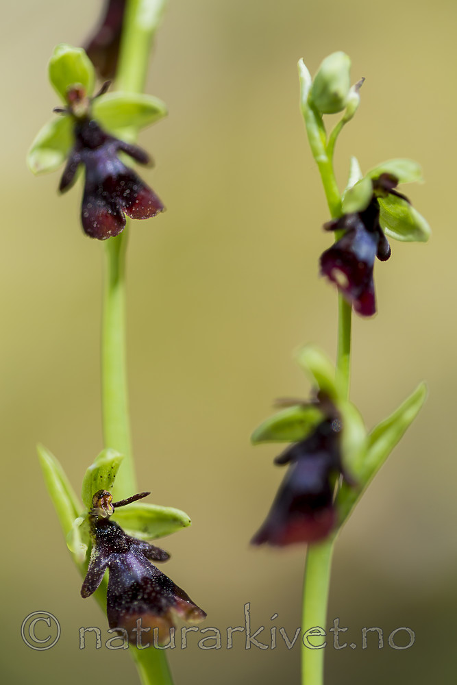 KA_150616_13 / Ophrys insectifera / Flueblom