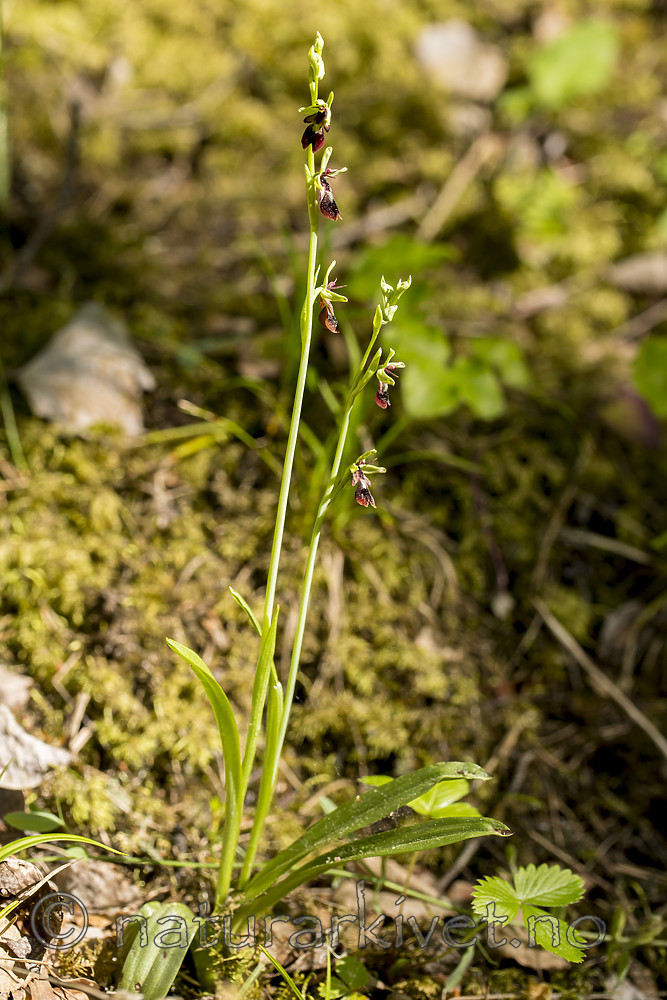 KA_150616_16 / Ophrys insectifera / Flueblom