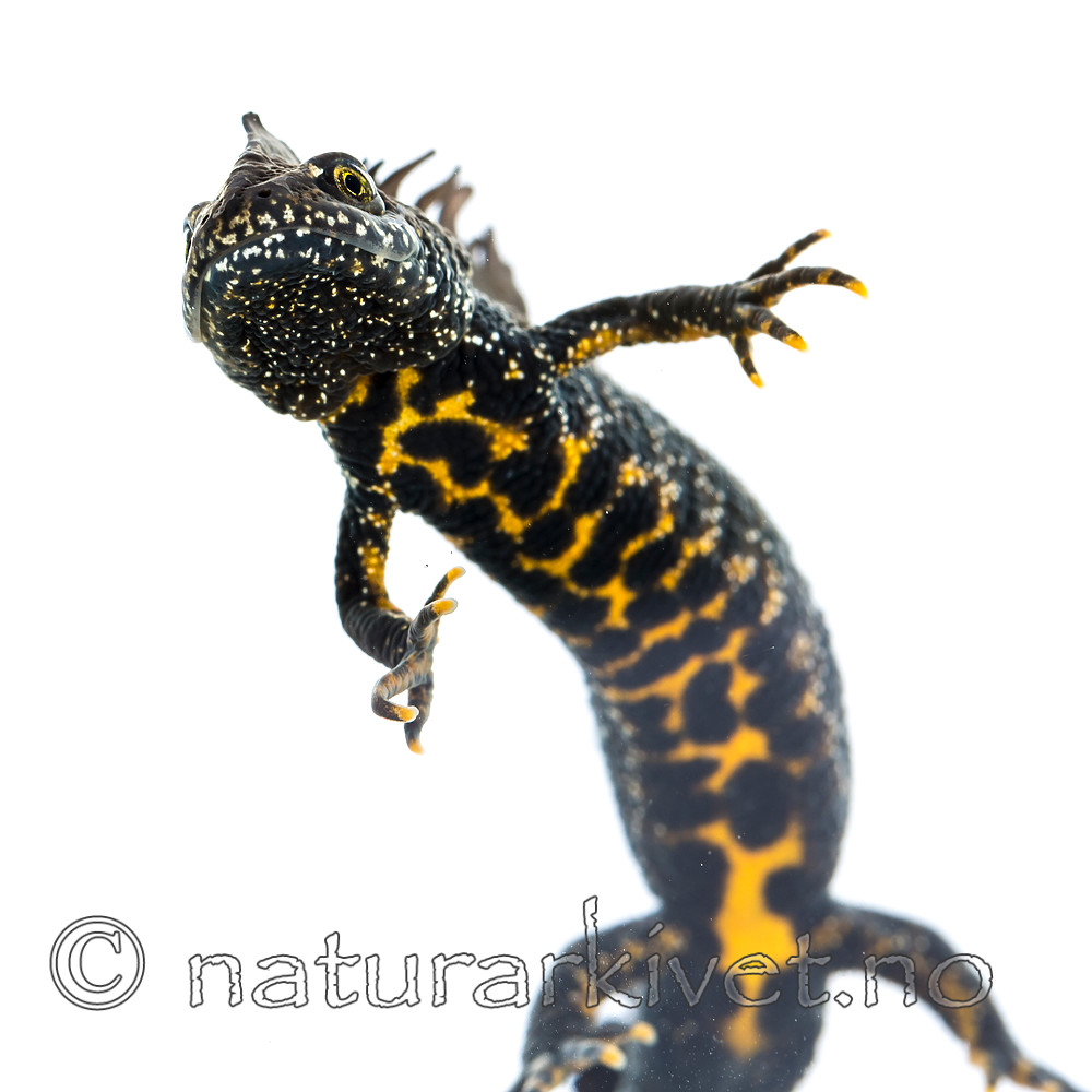 KA_160501_23 / Triturus cristatus / Storsalamander