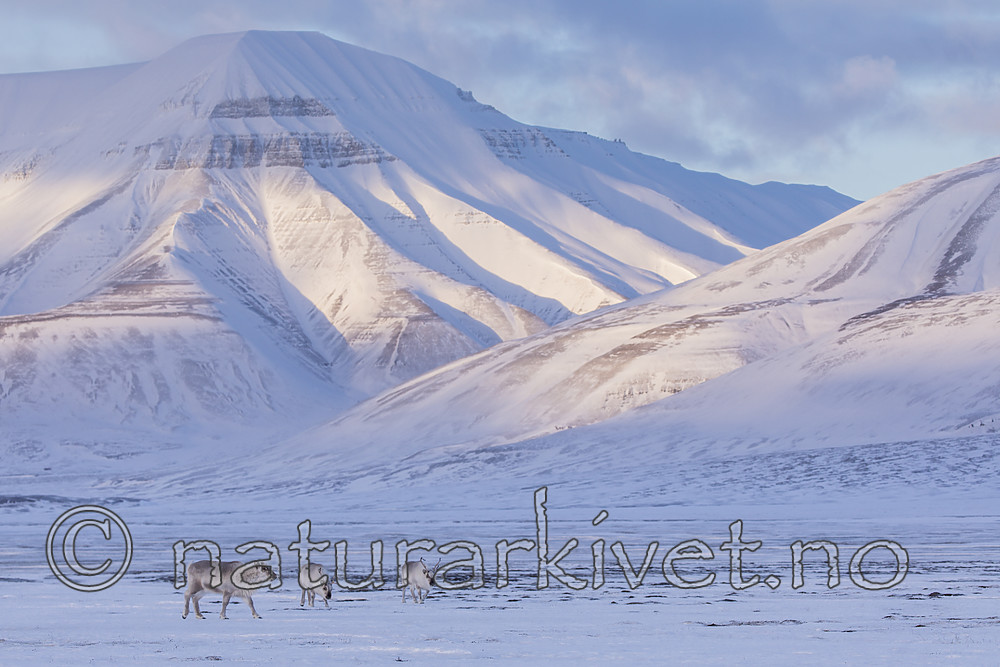 KA_180302_98 / Rangifer tarandus platyrhynchus / Svalbardrein