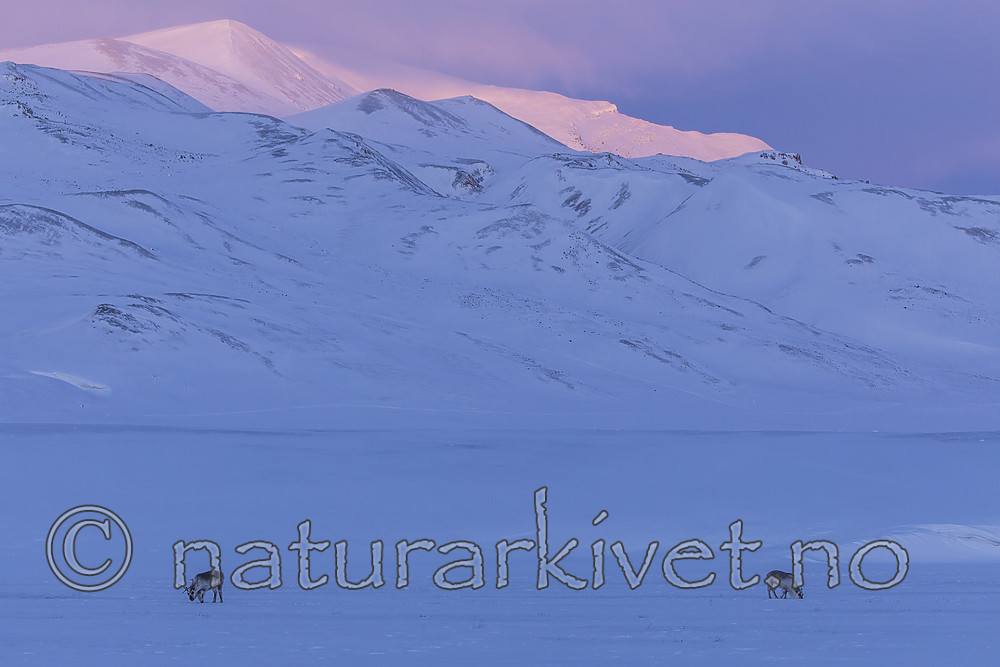KA_180304_233 / Rangifer tarandus platyrhynchus / Svalbardrein