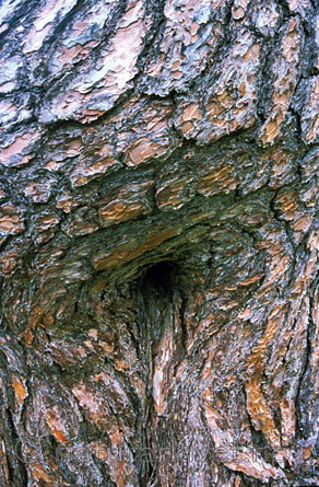 bb026 / Pinus sylvestris / Furu